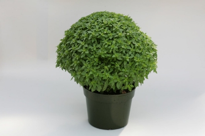 Picture of Basil Aristotle